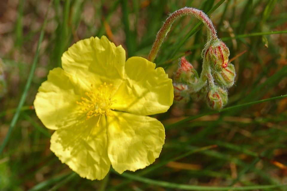 Helianthemum cfr. nummularium